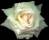 a rose for Gregory Corso