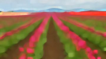 tulip fields / credit: em