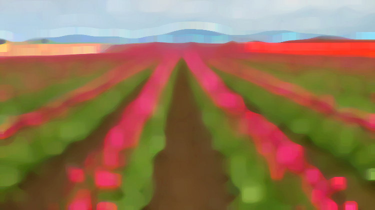 tulip fields / credit: em