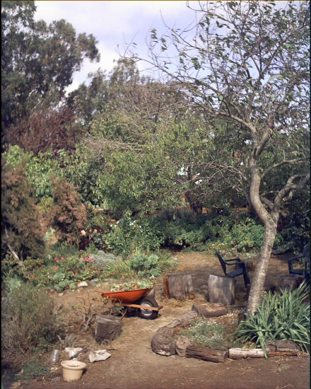 Garden with Red Wheelbarrow - Tisa Walden