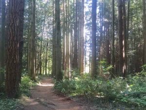 forest path / credit: de